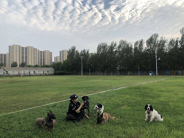 北京警犬基地训练基地图片