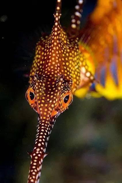 罕见海底龙王照!从未见过