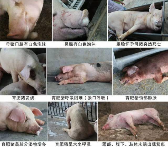 针对近期高发的暴死口鼻出血的一些处理建议