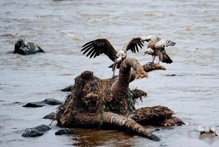 行摄70国照叔带你看世界136期肯尼亚秃鹫