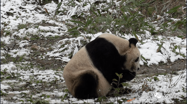 大熊猫雪雪惨死图片