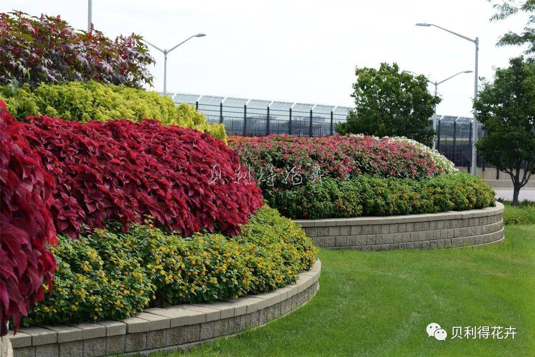 品种热推无性系彩叶草订单正在接收中