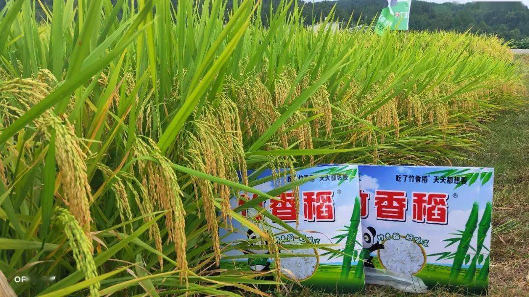 竹香莉丝水稻杂交种图片