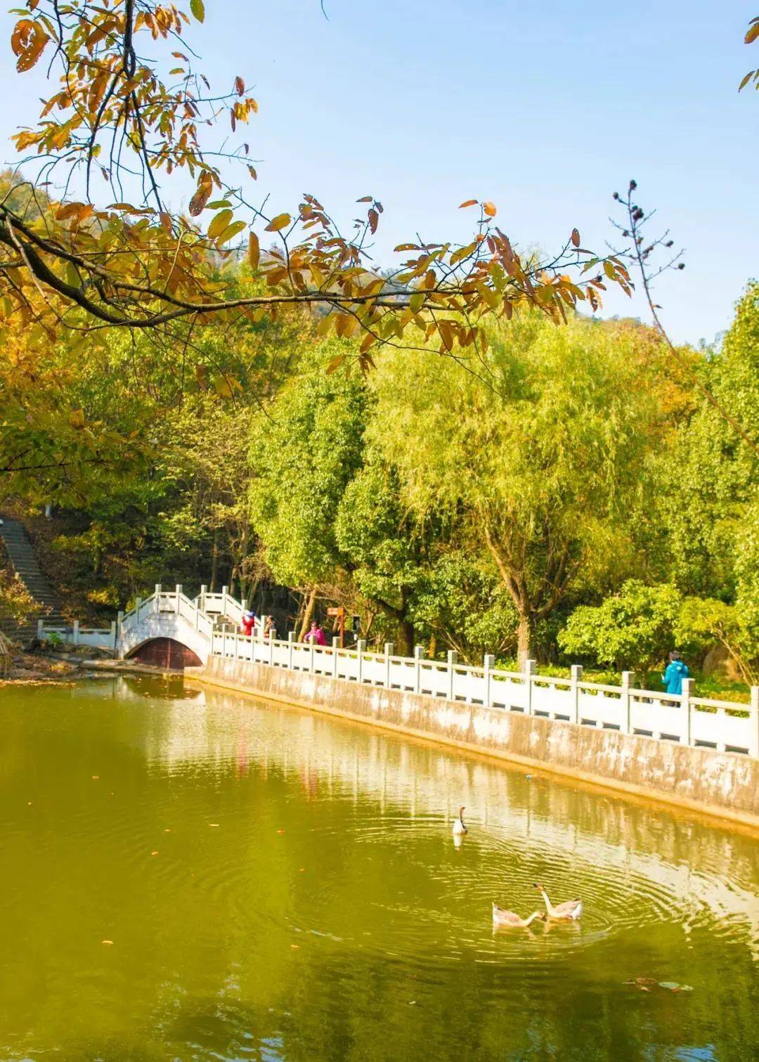 深秋出游不能错过巢湖东庵森林公园