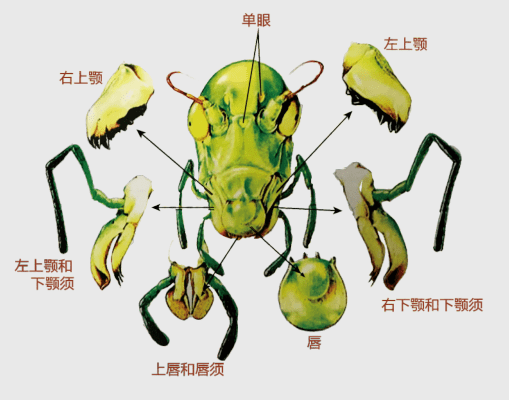 昆虫口器手绘图片图片