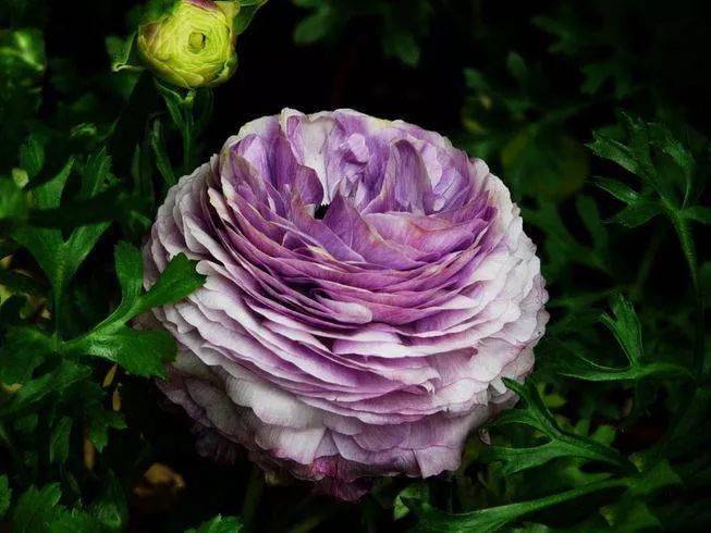 花毛茛波斯玫瑰