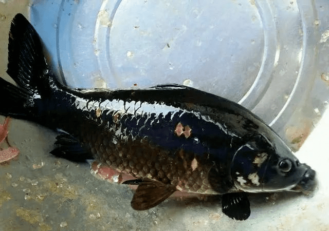 广东钓友钓获黑色鲤鱼,像染了一层黑油漆!网友戏称:非洲来的_乌鲤