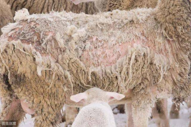 羊疥螨皮肤病图片图片