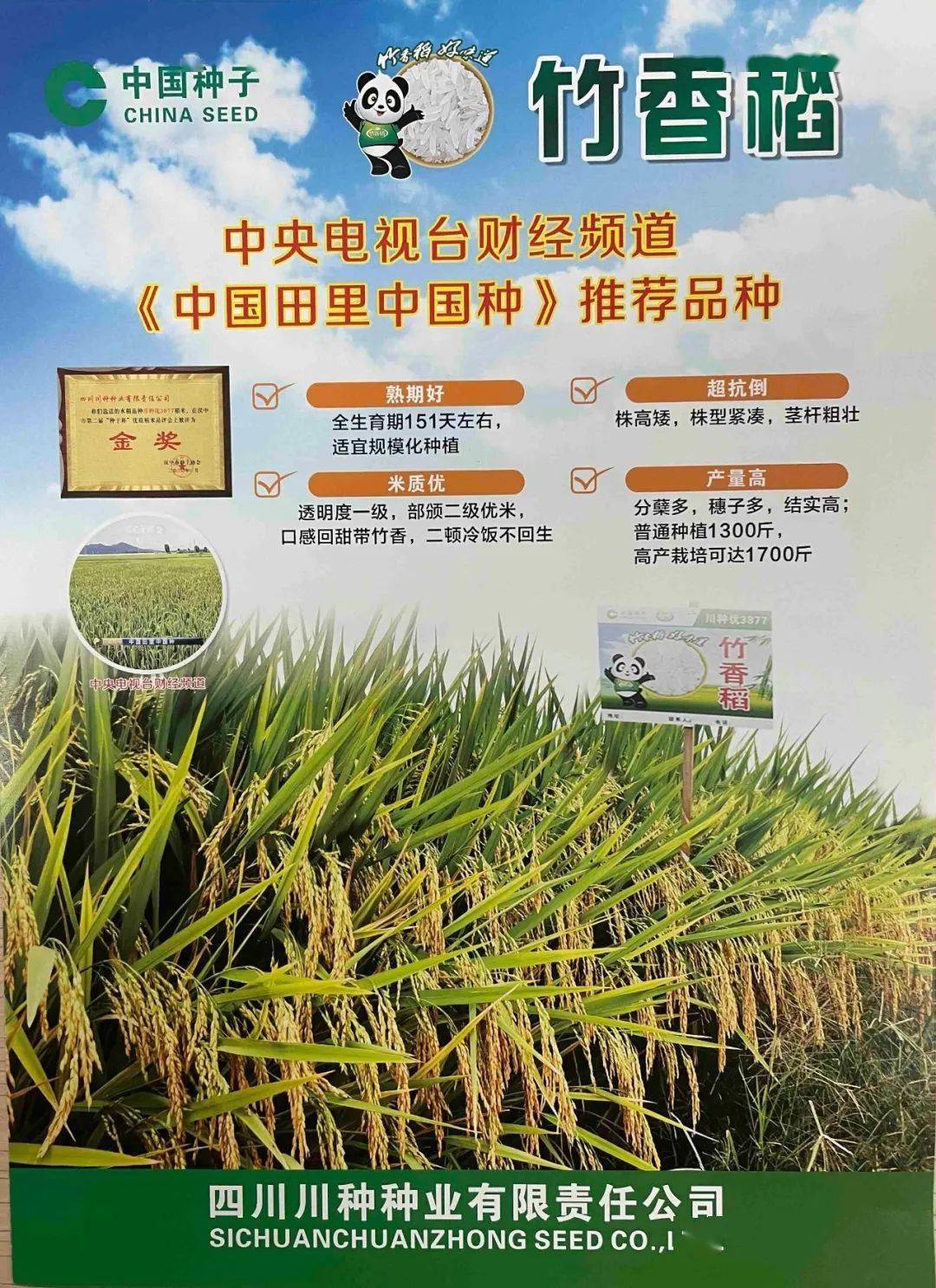 川种优质水稻等你来看