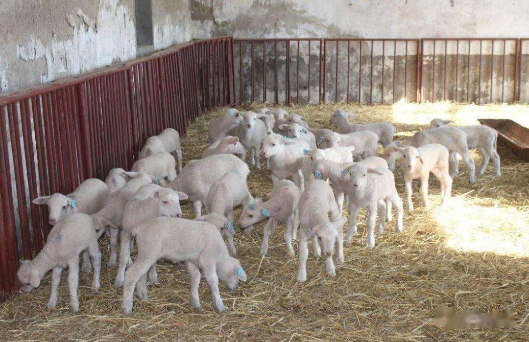 羊羔是3个月卖好还是7~8个月利润高?