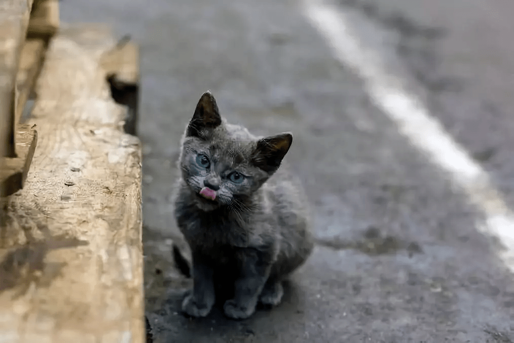 60%以上的流浪猫犬都活不过这个冬天.