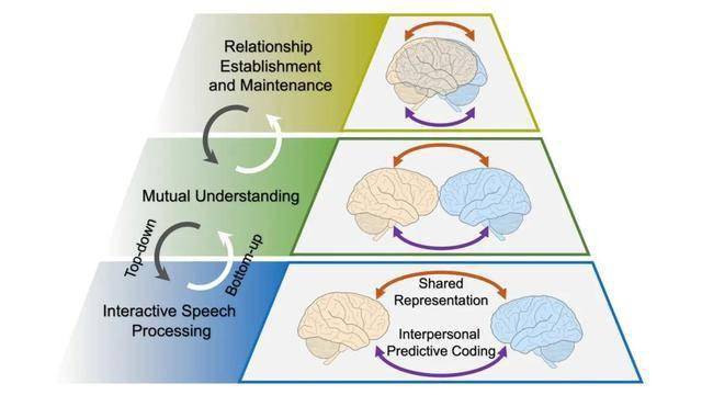 图1 人际间言语交流的认知神经层级模型该模型的核心观点包括:1