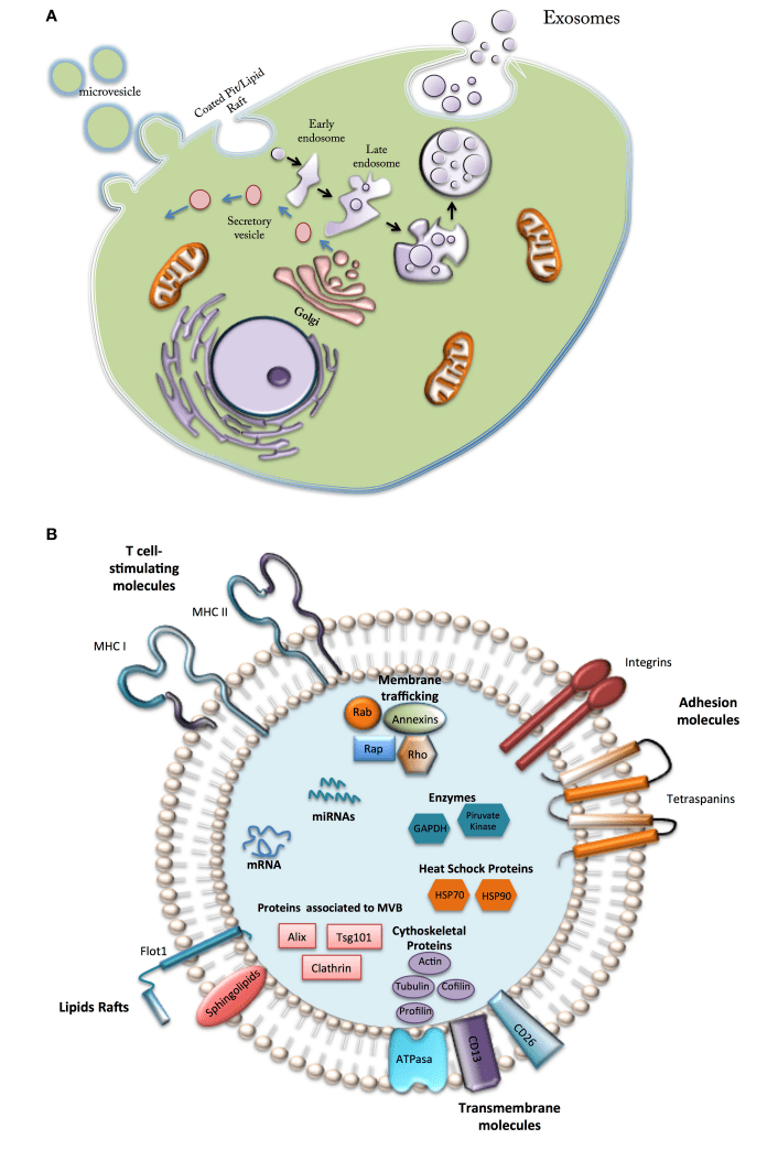 间充质干细胞外泌体应用于组织再生的研究进展及前景