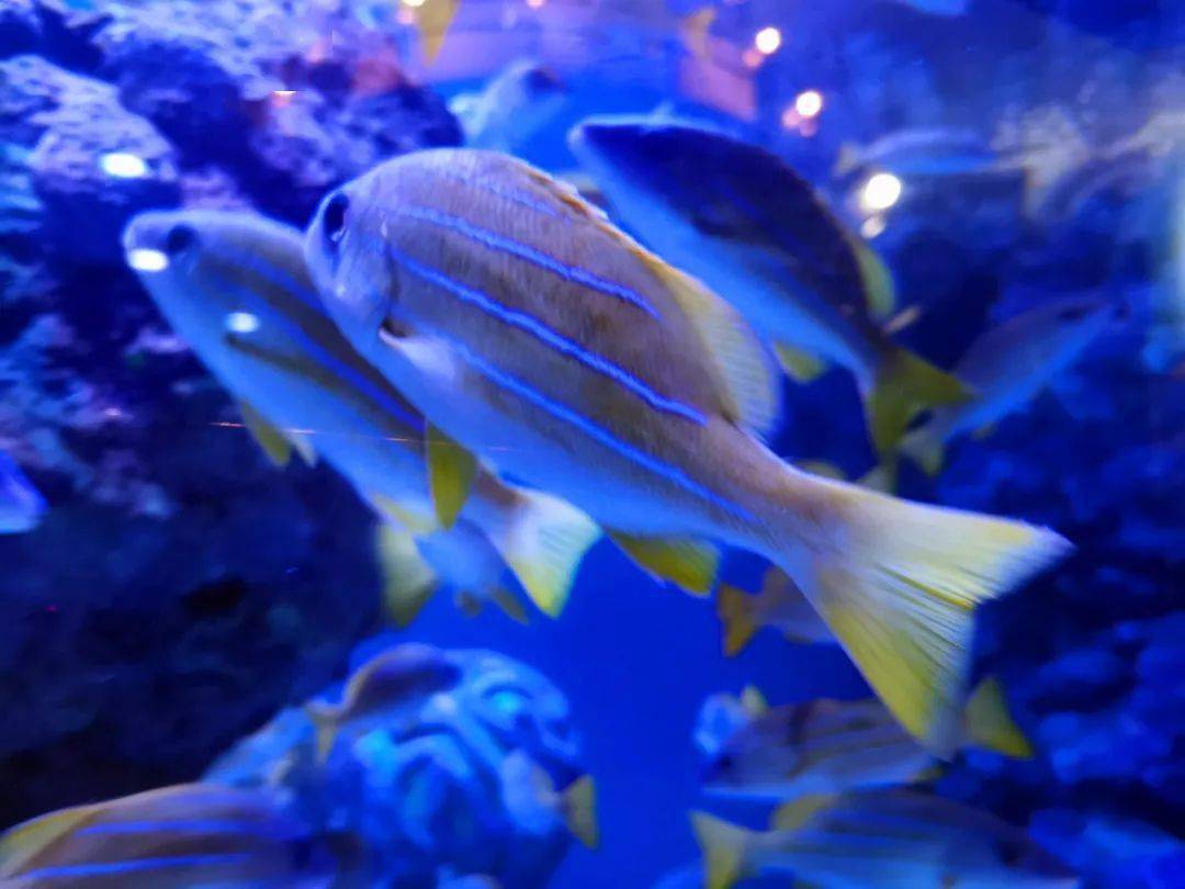 经常成群铺满海底隧道上方的鱼原来是四线笛鲷