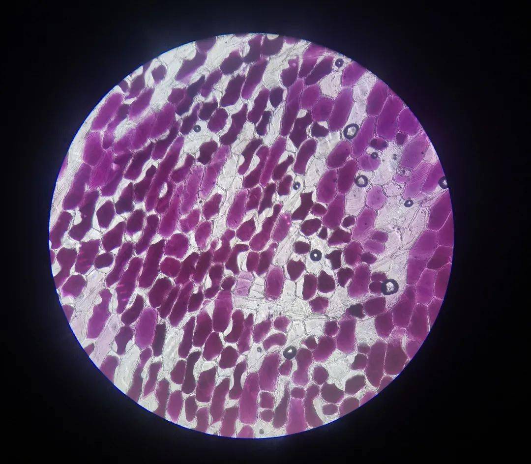 青菜叶表皮细胞结构图图片
