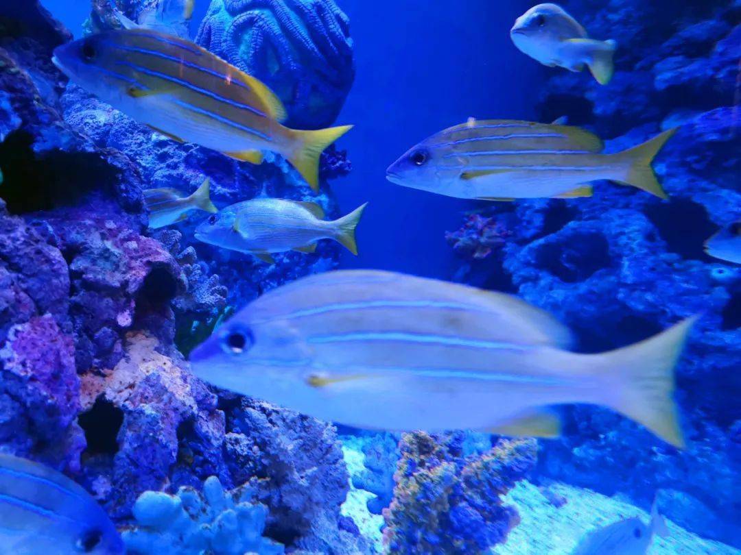 经常成群铺满海底隧道上方的鱼原来是四线笛鲷