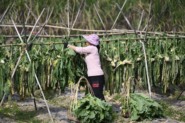 广西柳州:冬季头菜采收忙