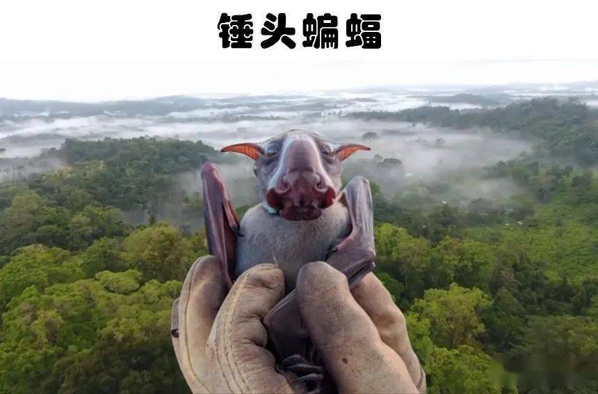 近些年来人类新发现的7种奇特的生物