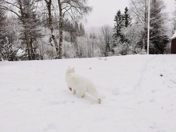 听邻居说看到一只狐狸,结果回去后发现是自家的猫_背影