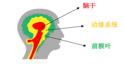 我們從外界接收的信息,通常有兩條通路可以傳遞給大腦.