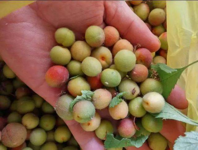 不用那么讲究路边捡的树籽儿也可以盘的很好看