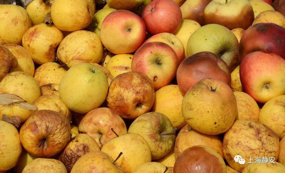 所以买的时候大家可以不选这样的水果,因为确实没办法判断摔坏了多久.