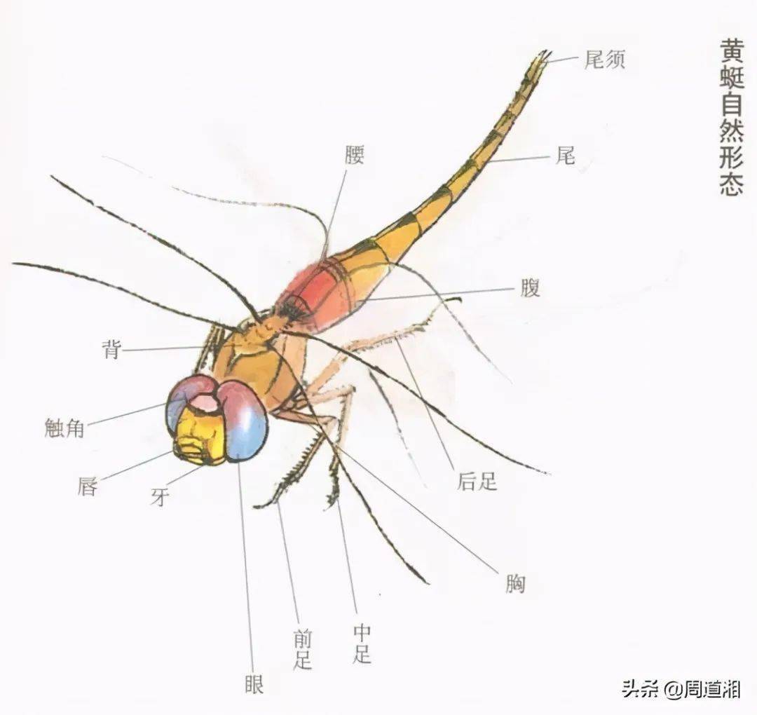蜻蜓的腹部图片
