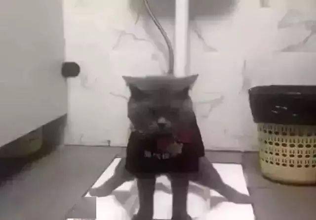 这只猫也不知道是不是跟主人学的,这"脚踏黄河两岸"的姿势好像只有