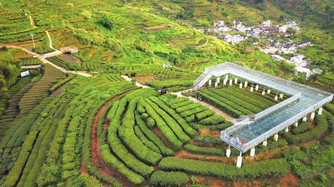 长寿之乡广东大埔:康养胜地新去处,西岩山万亩茶文化产业园