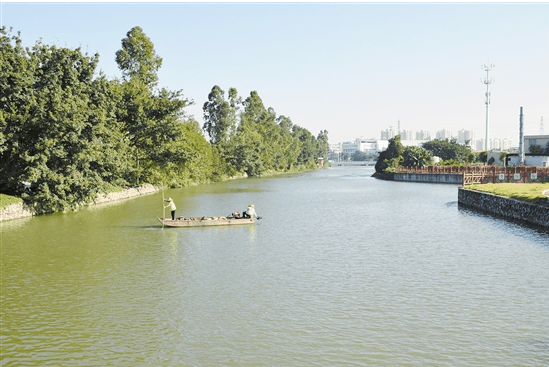 新会这条河大变样!这场盛况多年后又出现了!