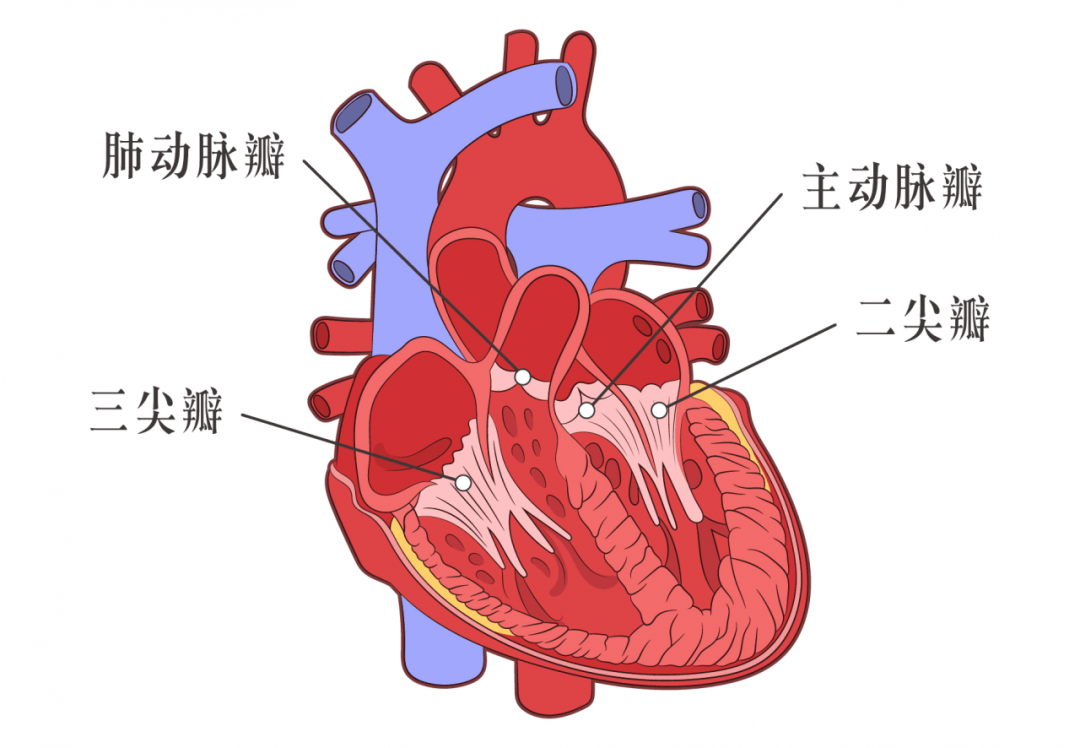 心脏示意图 简单图片