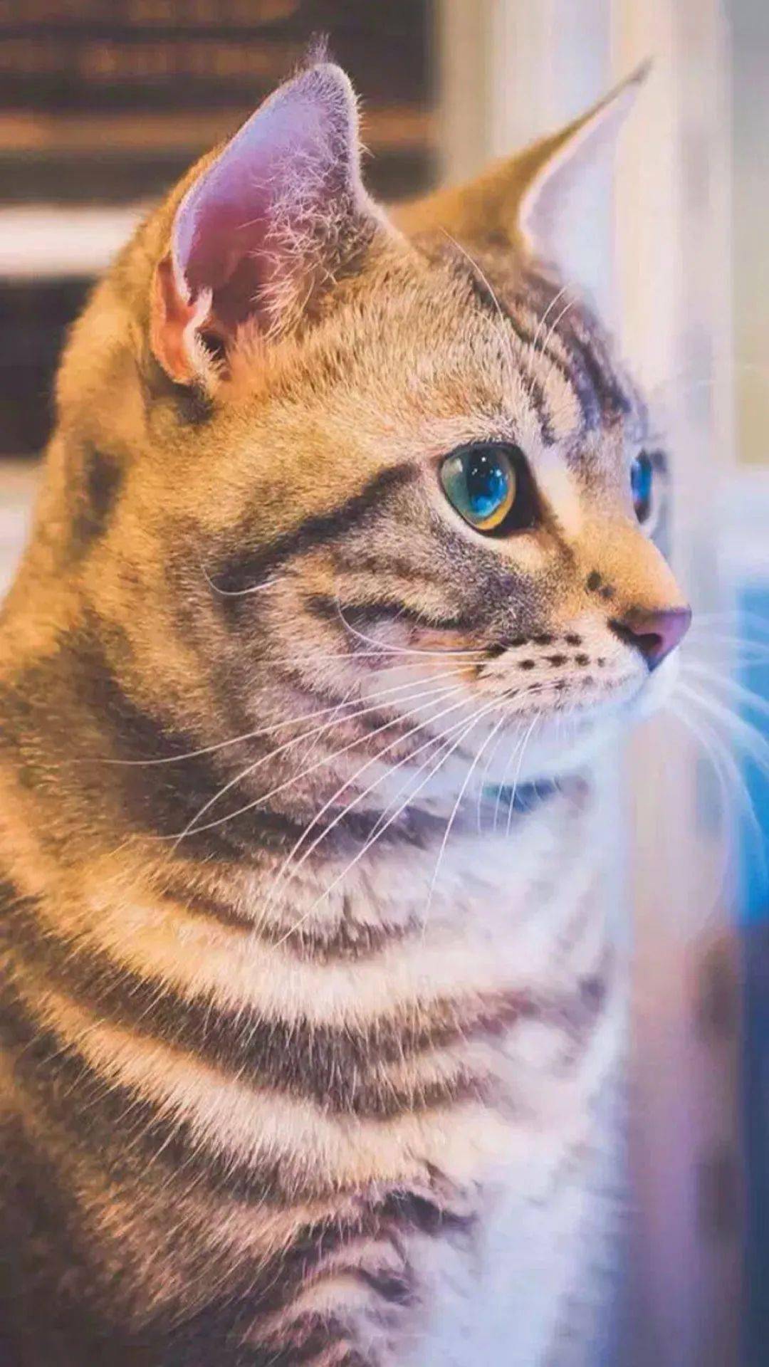 可爱萌宠猫猫壁纸全面屏手机壁纸