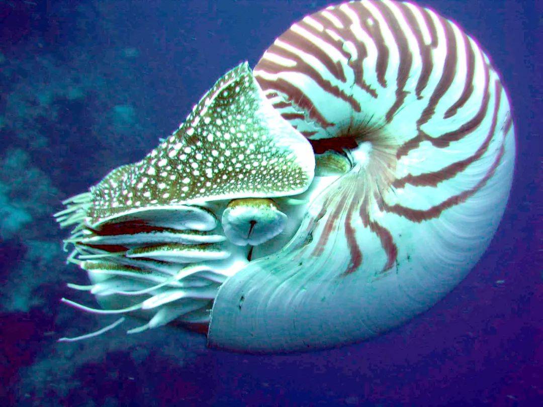 世界上最大的鹦鹉螺图片