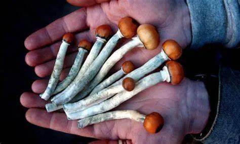 给自己带来不必要的麻烦导致精神恍惚,行为失控选择吸食"迷幻蘑菇"等