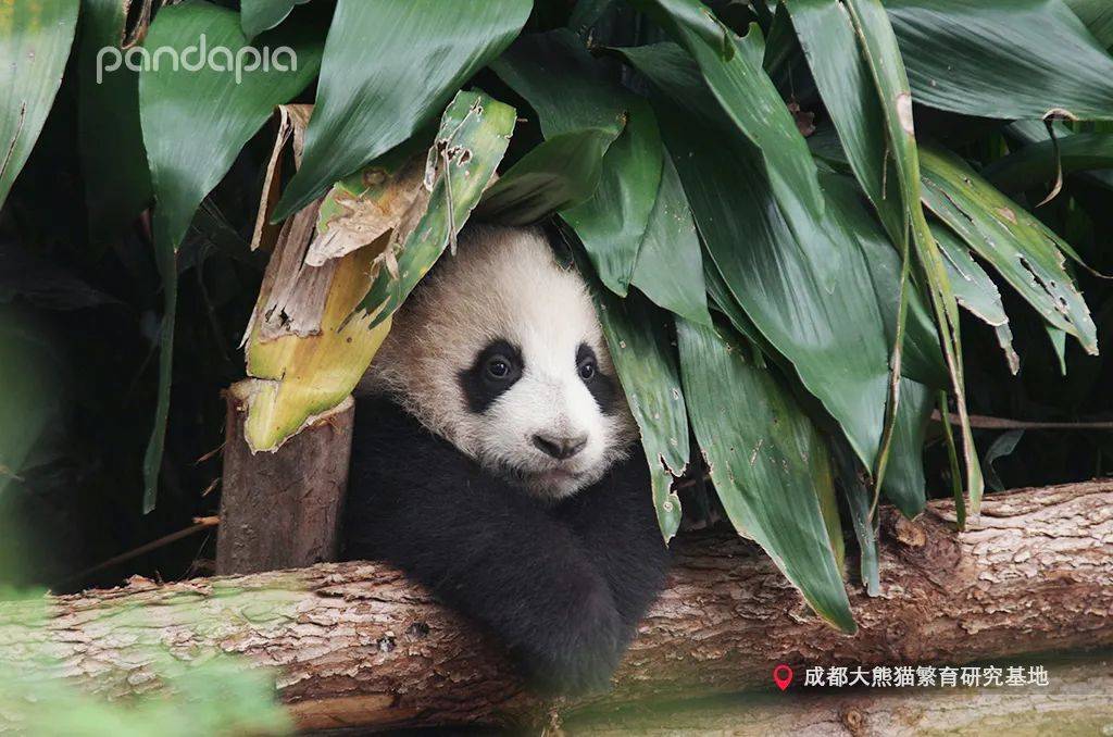 大熊猫也喜欢戴头饰?花样好像还挺多!