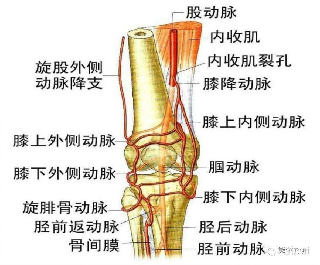 小腿血管图解图片