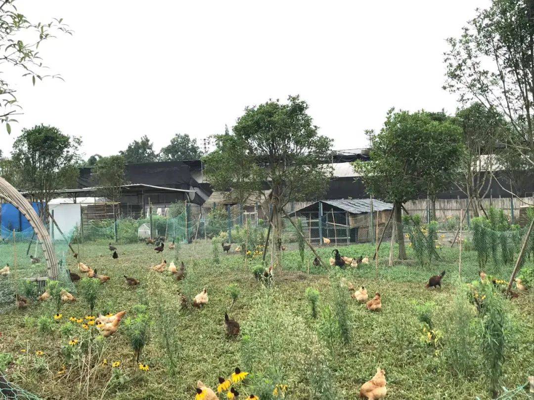 在诺爱,即使是养鸡,也可以玩出新时尚_鸡舍