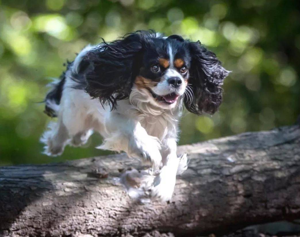 神仙颜值的查理斯王猎犬却是无序繁殖的噩梦