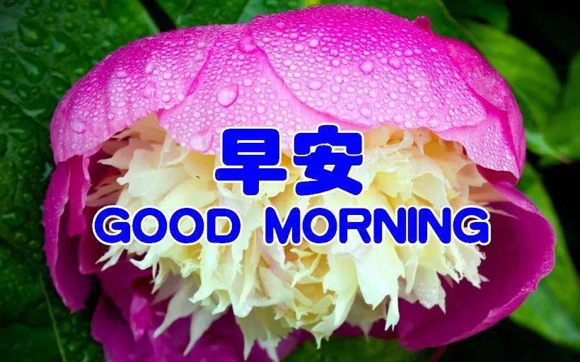 2020早上好问候祝福语句子,朋友圈早上好祝福语动态图片带字