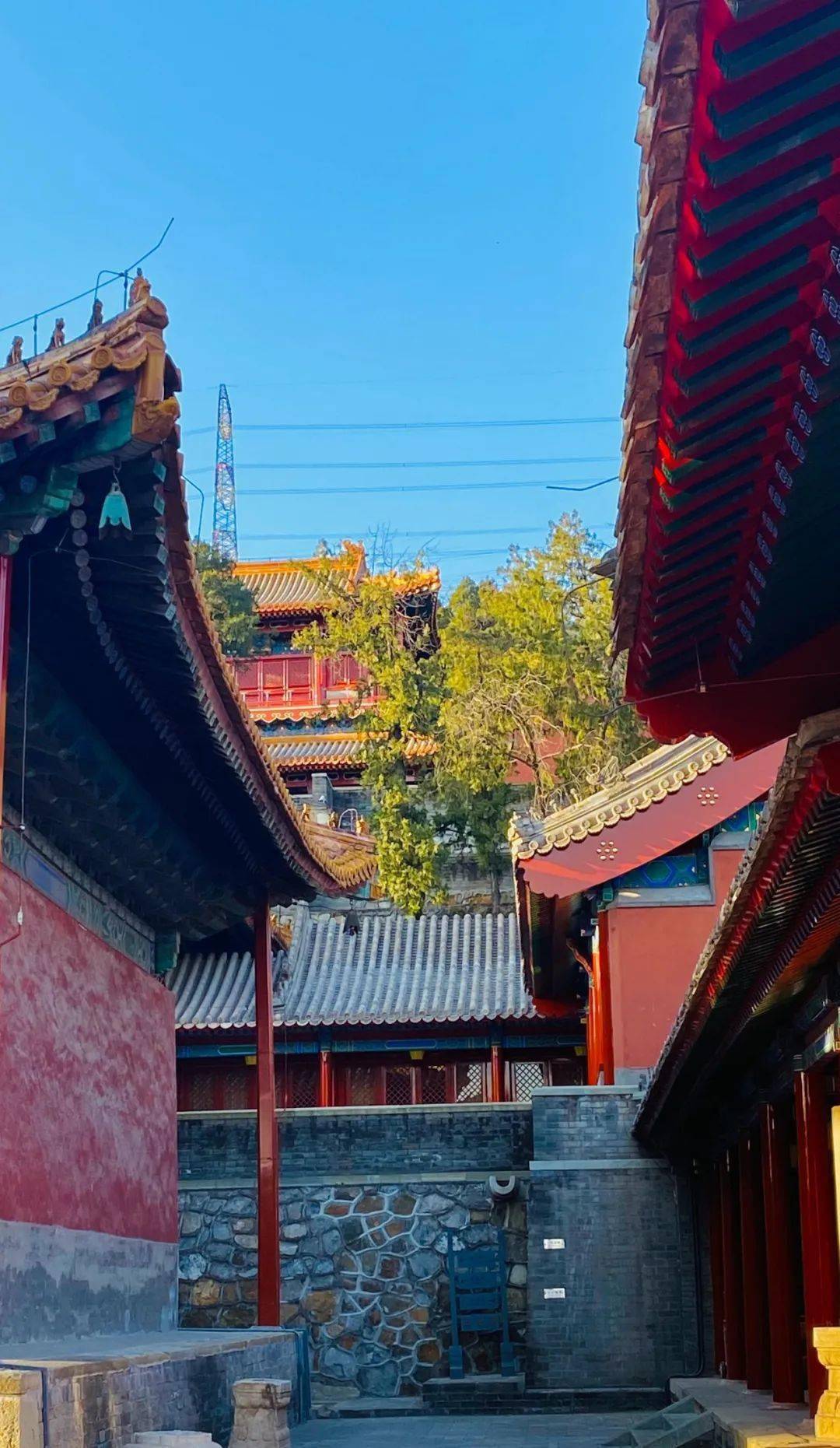 古树,玉兰而闻名大觉寺的玉兰花与法源寺的丁香花以及崇效寺的牡丹花