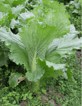 新品速递| 日本东津70笋白菜_菜形