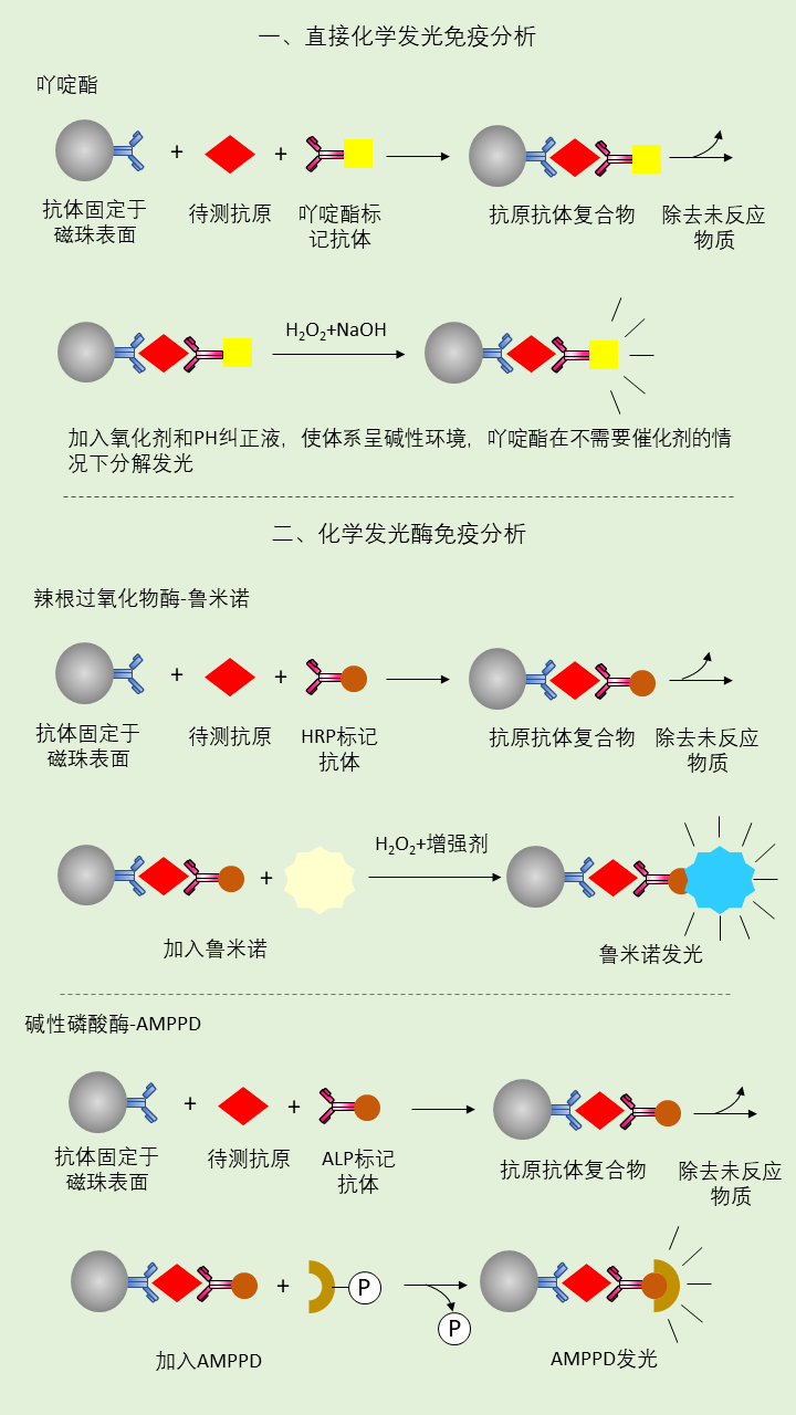 免疫荧光原理图片