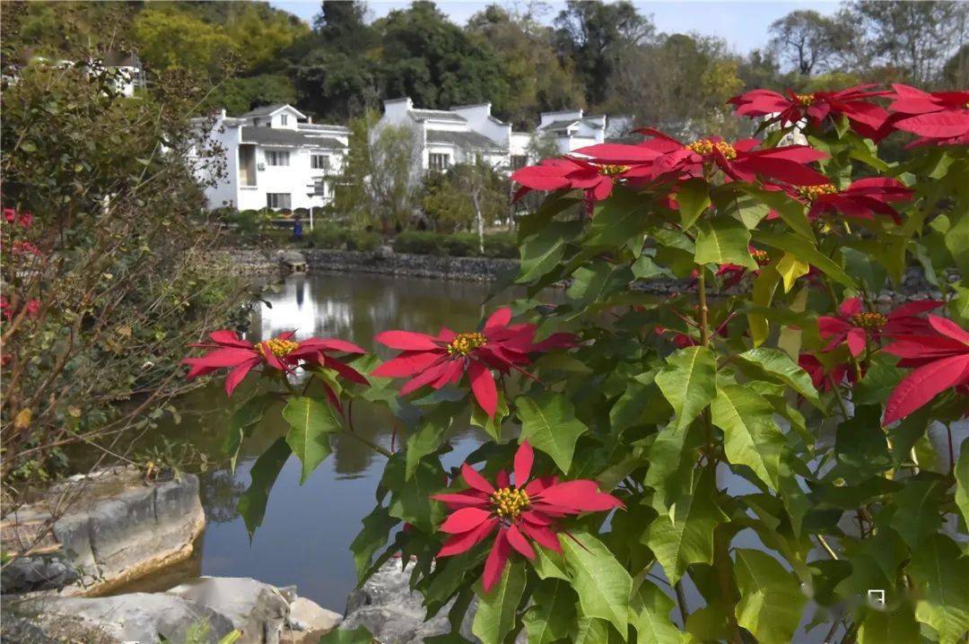 桂林山清水秀的恭城瑶族自治县平安镇邓扒新村