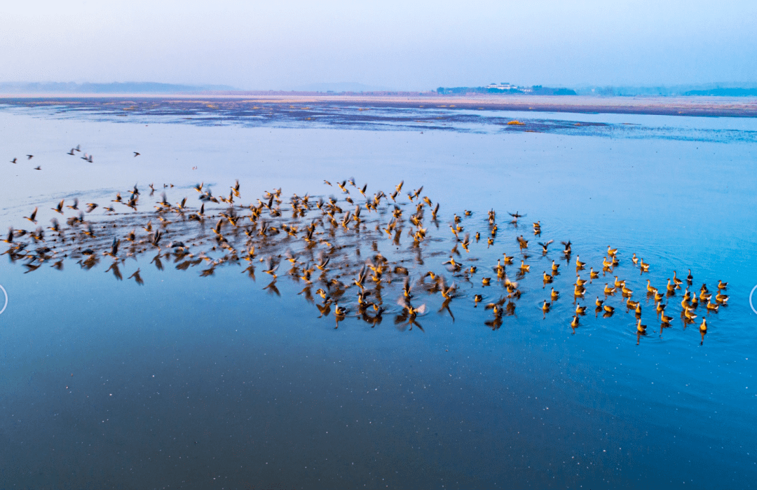 大批候鸟抵达升金湖大片来袭冬天池州这地方绝对值得一去