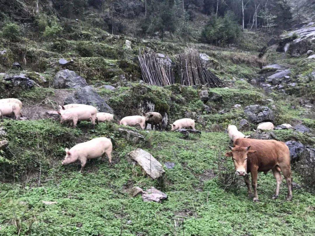 湖北利川的土家山豬肉佳和超市源頭直採高山散養黑豬肉