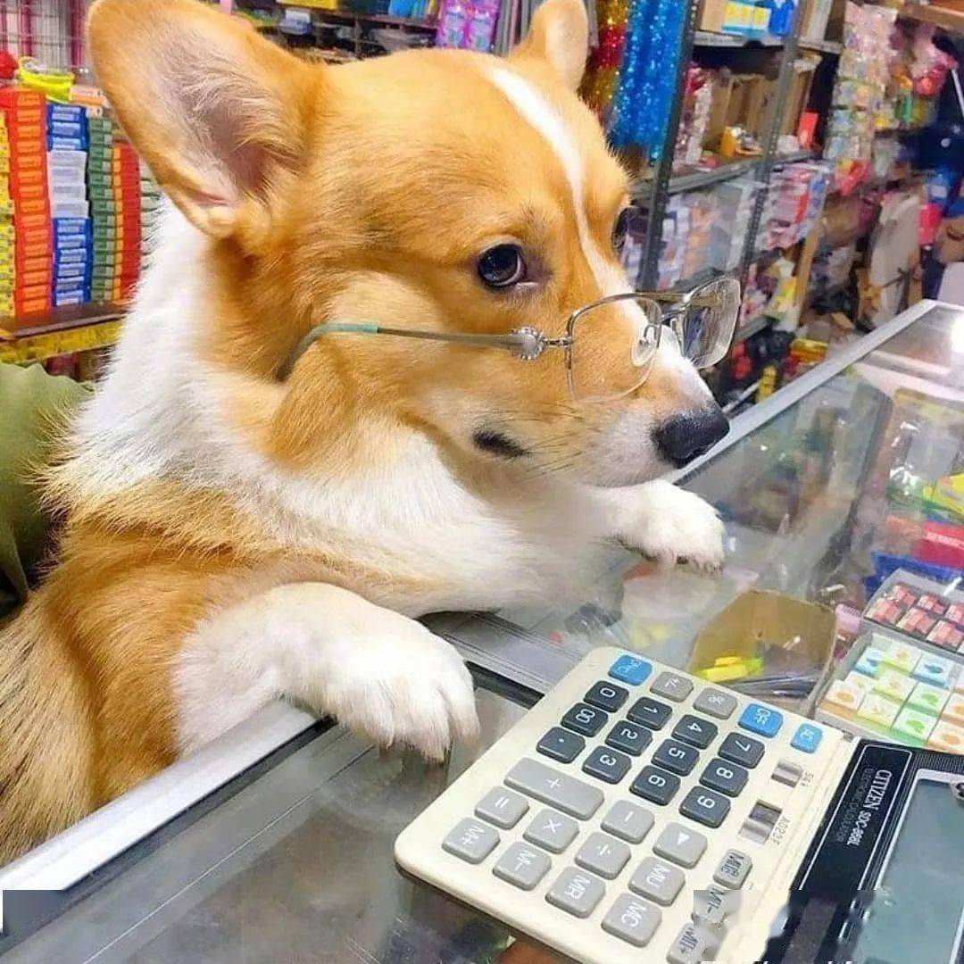 打工人打工魂你见过打工汪吗