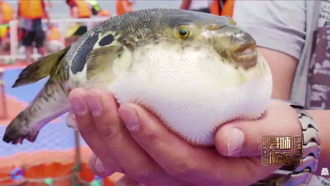 不食河豚焉知鱼味今天吃红鳍河豚汤