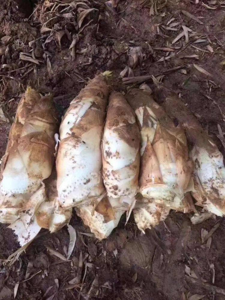 永丰山上的冬笋已经悄悄孕育生长了