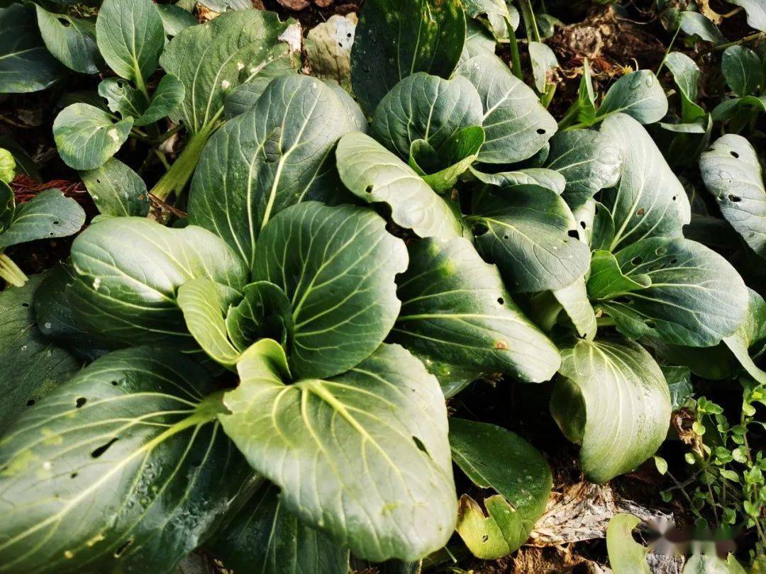 云萍| 上海青_青菜