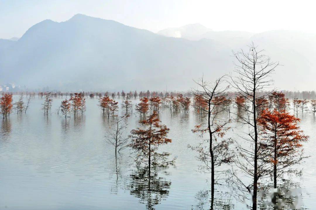 黄岩湿地公园图片